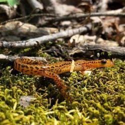 Long Tailed Salamander.
