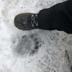 Boot next to a bear footprint.