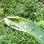 Grasshopper on a leaf.